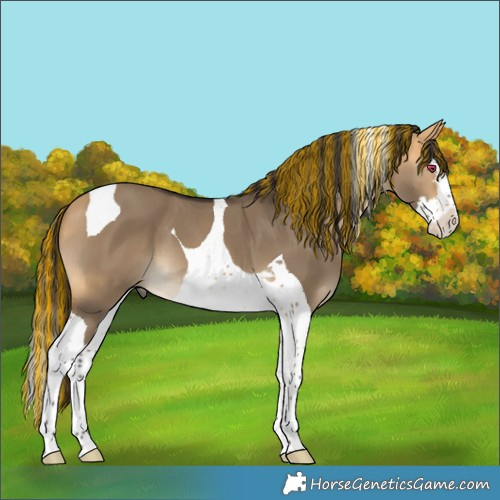 Horse Color:Painted Buckskin Dun Splash Tobiano 