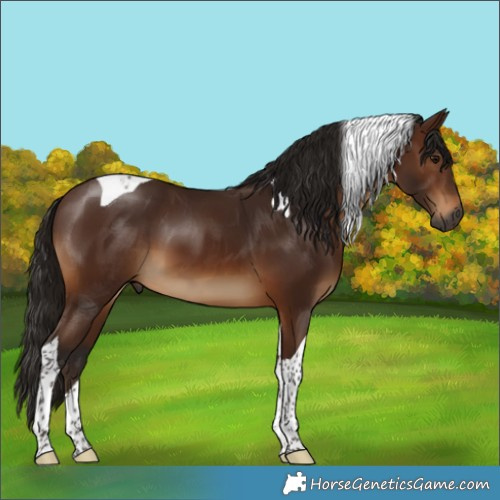 Horse Color:Gray Bay Tobiano