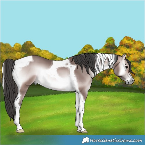 Horse Color:Platinum Bay Onyx Tobiano 