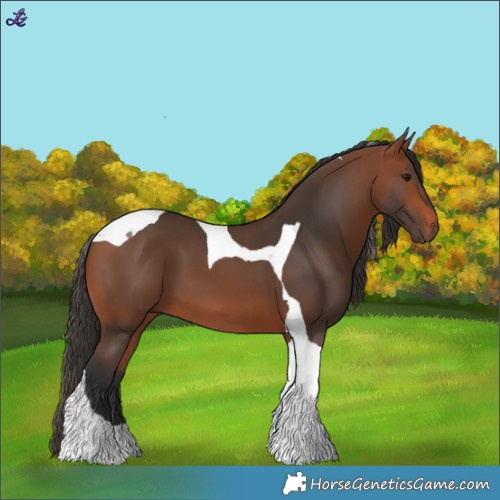 Horse Color:Bay Tobiano
