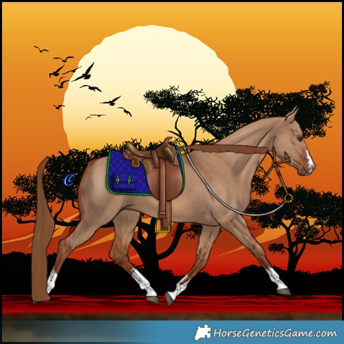 Horse Color:Red Dun 