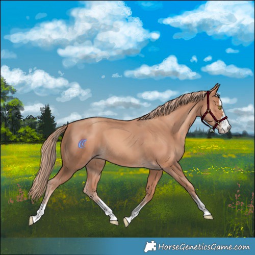 Horse Color:Gold Champagne