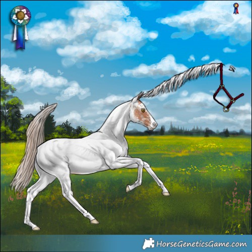 Horse Color:White Spotted Gold Champagne Rabicano