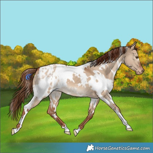 Horse Color:White Spotted Red Dun Blanket 
