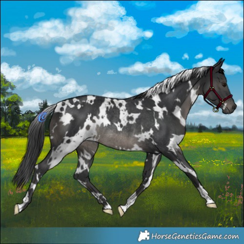 Horse Color:White Spotted Black Rabicano 