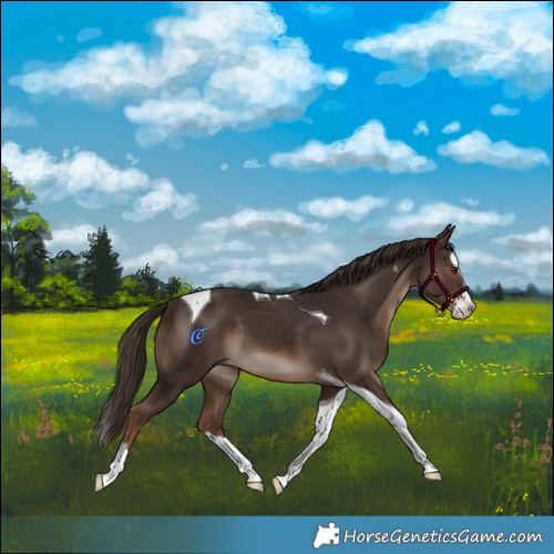 Horse Color:Liver Chestnut Sabino Splash Tobiano Rabicano 