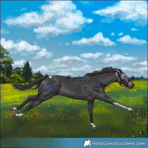 Horse Color:Gray Brown Merle Tobiano 