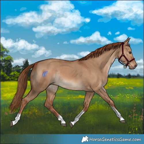 Horse Color:Red Dun Tobiano Rabicano 