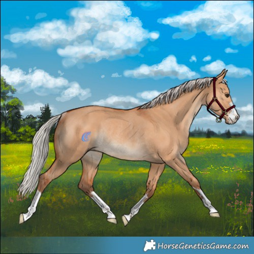 Horse Color:Silver Bay Dun Rabicano 