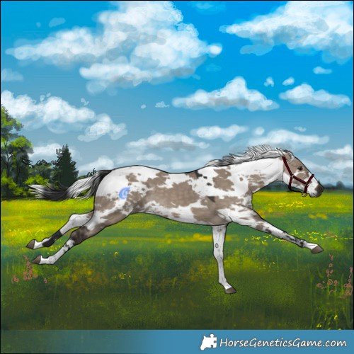 Horse Color:Brown Dun Harlequin Merle Tobiano 