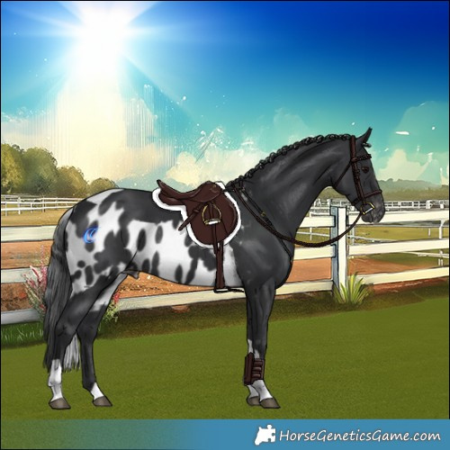 Horse Color:Black Tobiano Skewed LP Spotted Rabicano 
