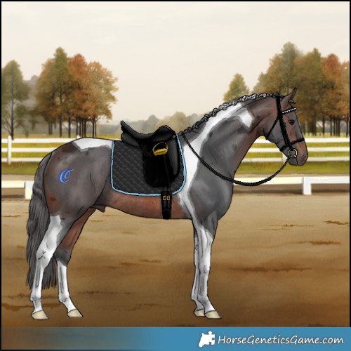 Horse Color:Brown Merle Tobiano Rabicano 