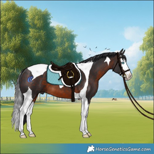 Horse Color:Brown Splash Tobiano