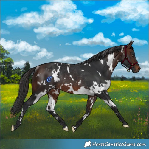 Horse Color:White Spotted Brown Rabicano