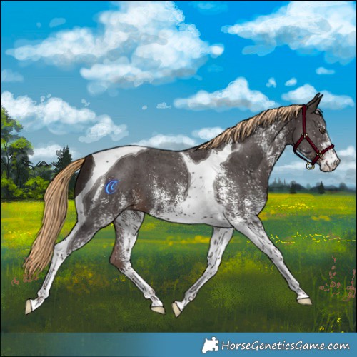Horse Color:White Spotted Liver Chestnut Tobiano