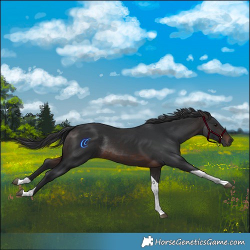 Horse Color:Brown Tobiano Rabicano