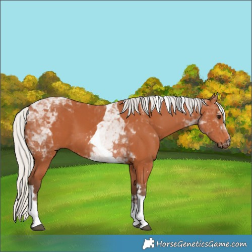 Horse Color:Unknown 