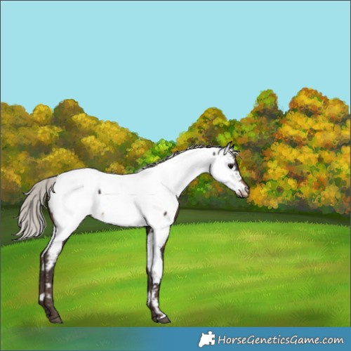 Horse Color:White Spotted Silver Brown Near Fewspot