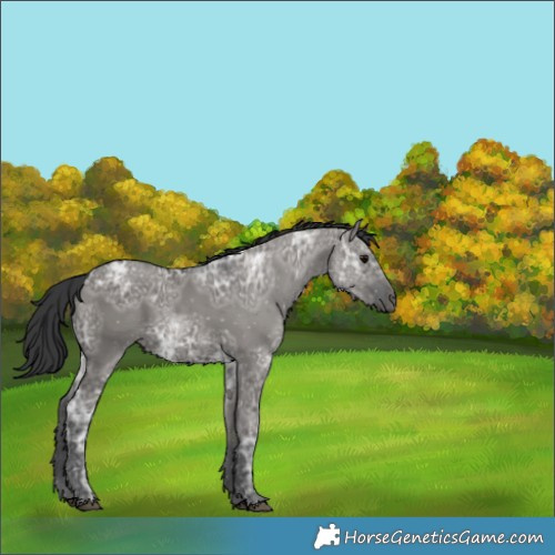 Horse Color:Grullo Ice Rabicano