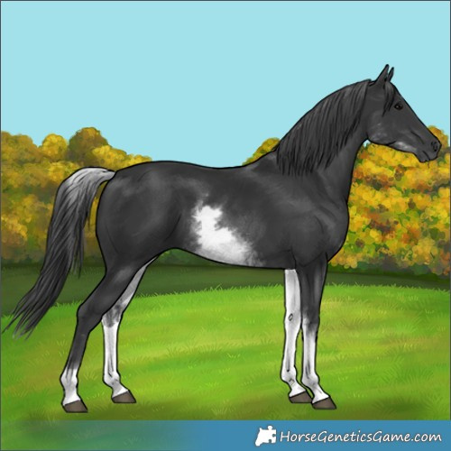 Horse Color:Unknown 