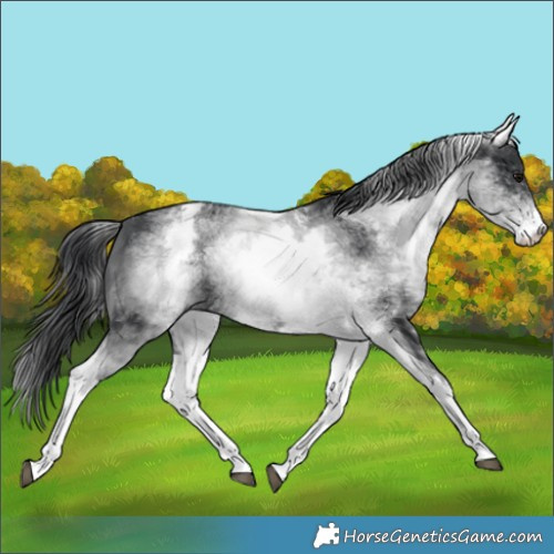 Horse Color:White Spotted Black 