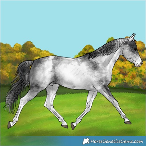 Horse Color:White Spotted Black 