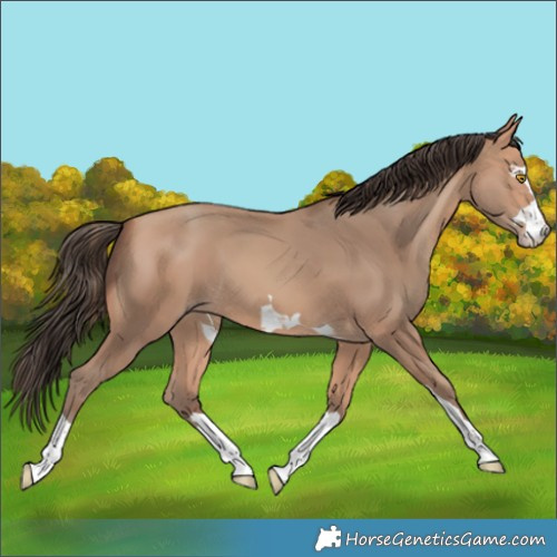Horse Color:Amber Champagne 