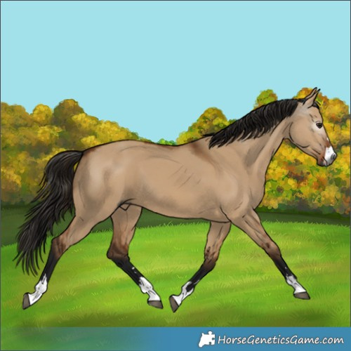 Horse Color:Gray Bay Dun 