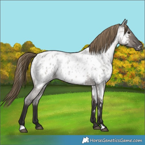 Horse Color:Smoky Grullo Roan Near Leopard 