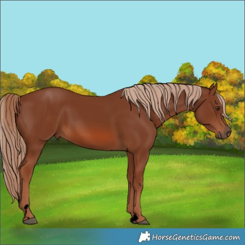 Horse Color:Void Chestnut