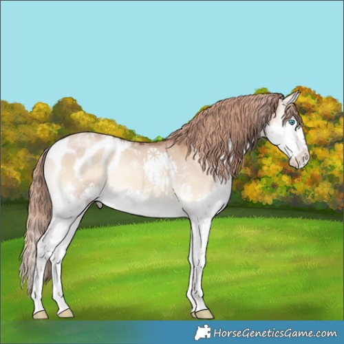 Horse Color:Red Dun Onyx Splash Tobiano Blanket