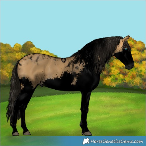 Horse Color:Gray Void Buckskin Dun Splash Tobiano