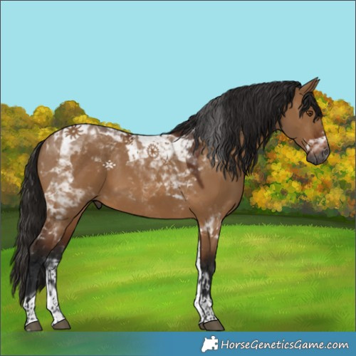 Horse Color:Gray Bay Dun Tobiano 