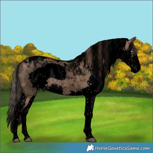 Horse Color:Void Liver Red Dun Splash Tobiano Rabicano 