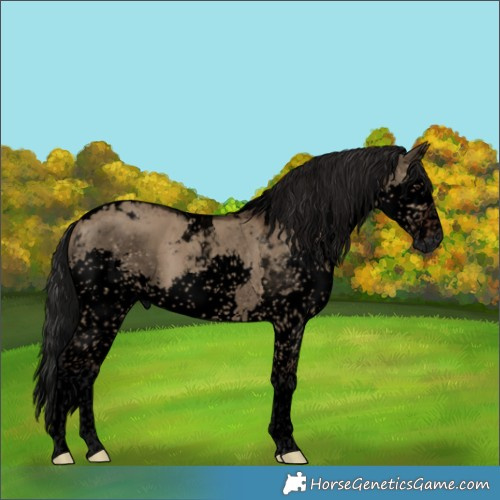 Horse Color:Gray Void Brown Dun Splash Tobiano Rabicano