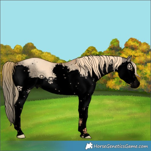Horse Color:Void Red Dun Splash Rabicano 