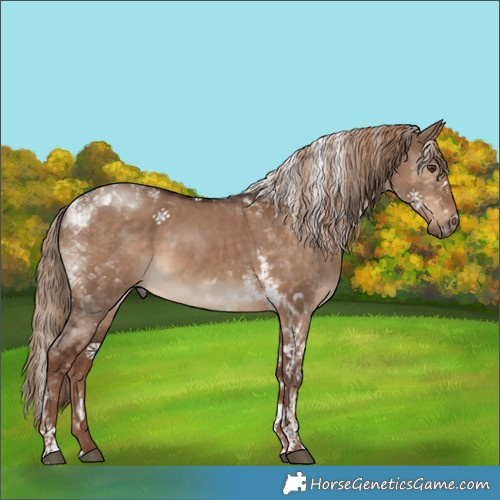 Horse Color:Liver Red Dun Tobiano