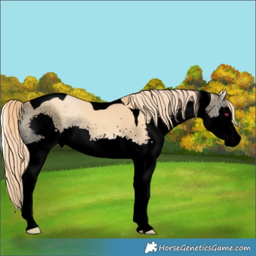 Horse Color:Void Red Dun Onyx Splash Tobiano Rabicano 