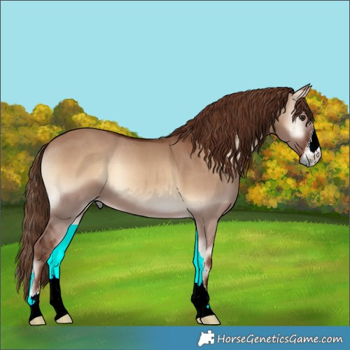 Horse Color:Red Dun Onyx 