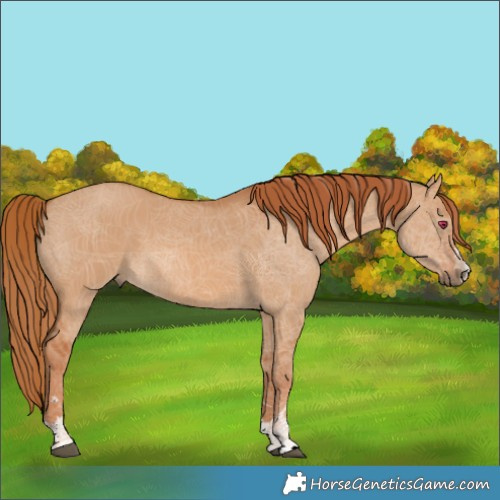 Horse Color:Red Dun 