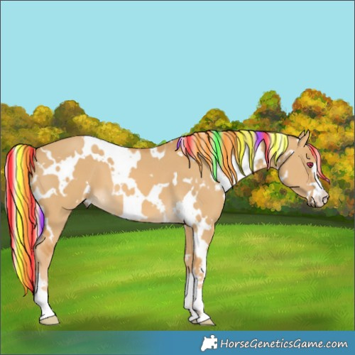 Horse Color:Painted White Spotted Palomino Dun 