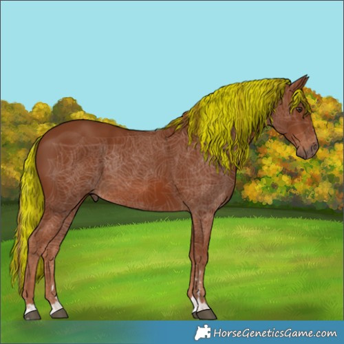 Horse Color:Painted Chestnut Rabicano 