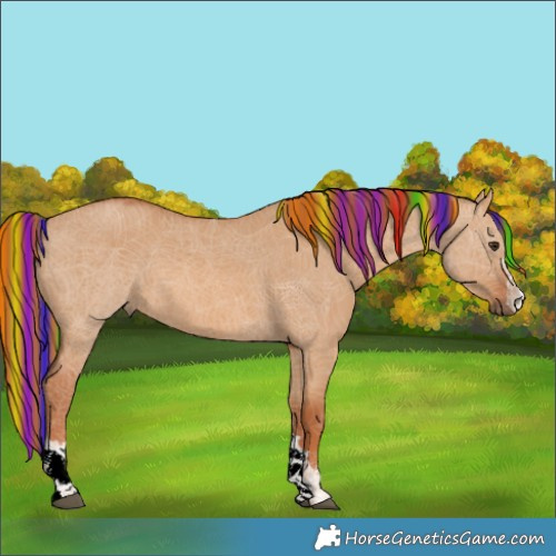 Horse Color:Painted Red Dun Rabicano 