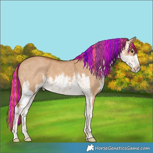 Horse Color:Painted White Spotted Red Dun 