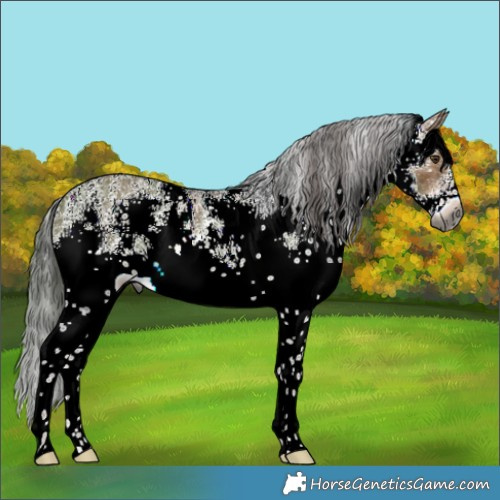 Horse Color:Gray White Spotted Liver Red Dun