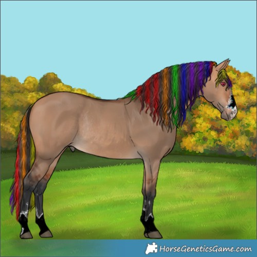 Horse Color:Painted Bay Dun Rabicano 