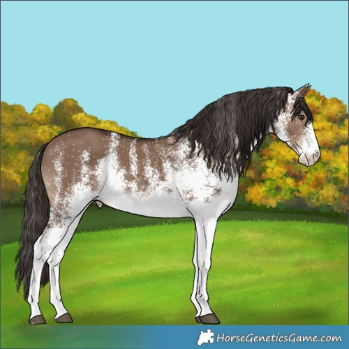 Horse Color:White Spotted Liver Red Dun Rabicano 