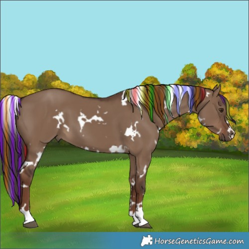 Horse Color:Painted White Spotted Liver Red Dun 