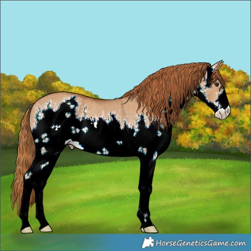 Horse Color:White Spotted Red Dun Rabicano