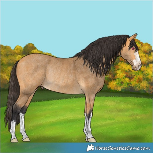 Horse Color:Buckskin Rabicano 